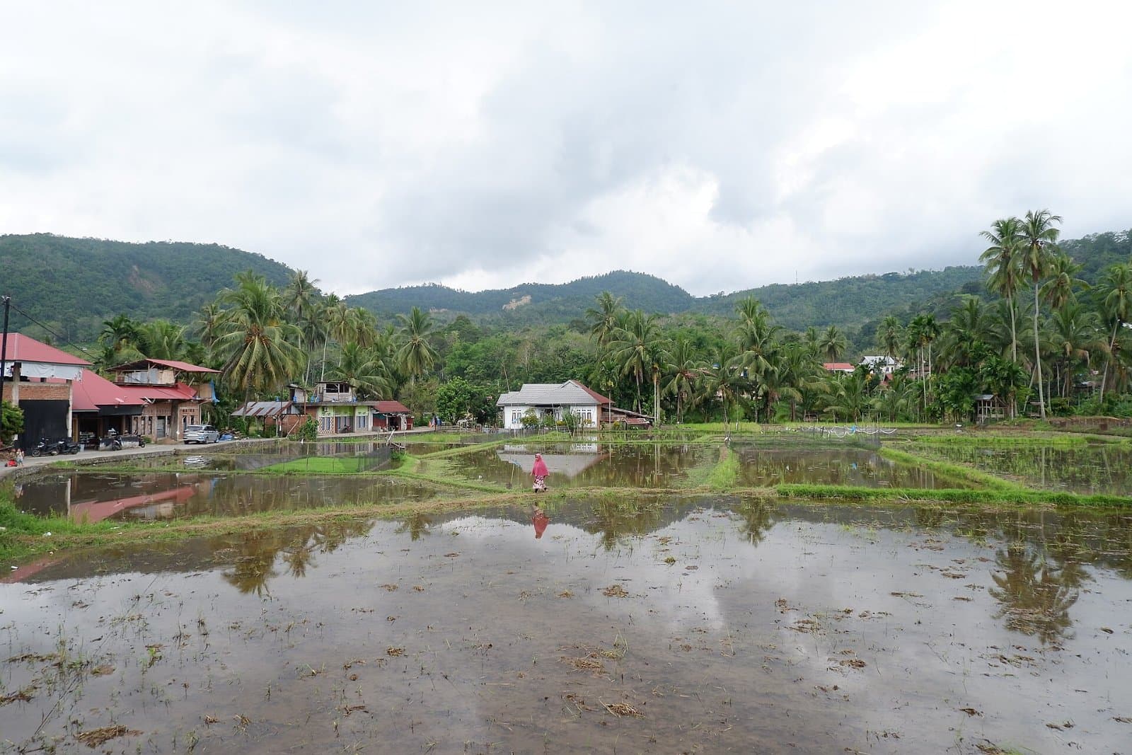 Pemandangan sawah dan rumah warga di sebuah desa wisata
